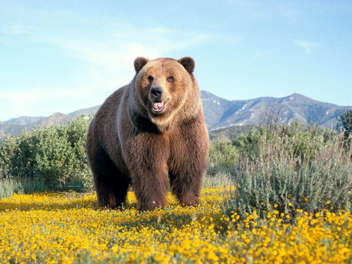 The Brown Bear